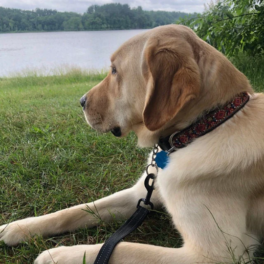 Red Vintage Dog Collar - Adjustable Dog Collar | Woven dog collars for large dog and small dog