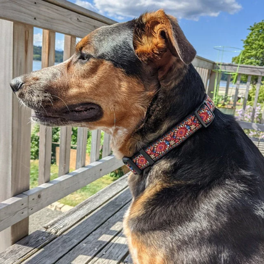Red Vintage Dog Collar - Adjustable Dog Collar | Woven dog collars for large dog and small dog