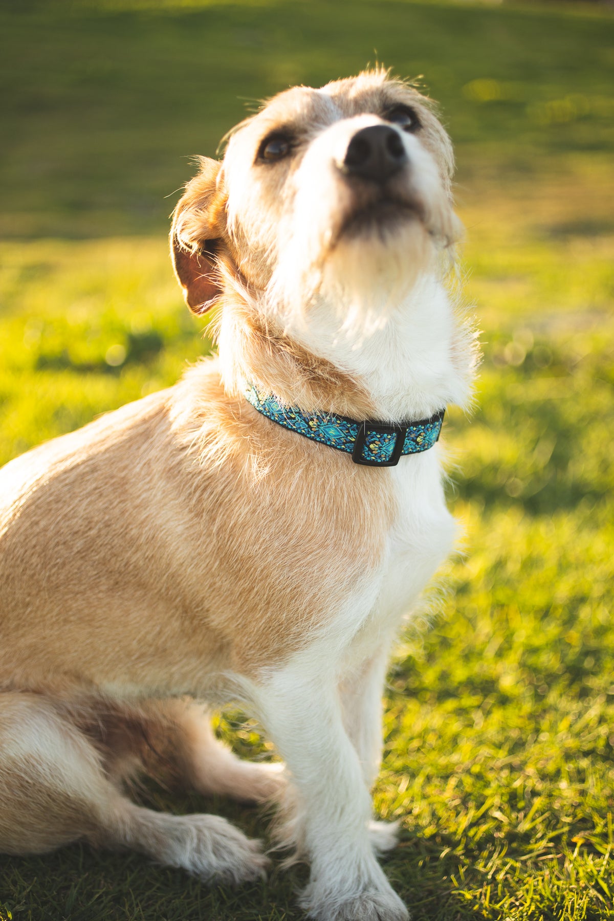 Blue Vintage Dog Collar for Small, Medium and Largs Dogs, Best Gift for your Pet!
