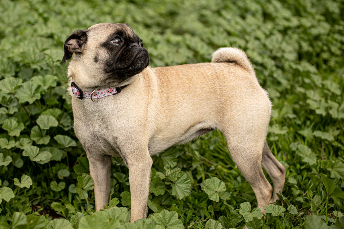 Pink Flower Dog Collar for small, medium and large dogs. Best gift for boy and girl dogs