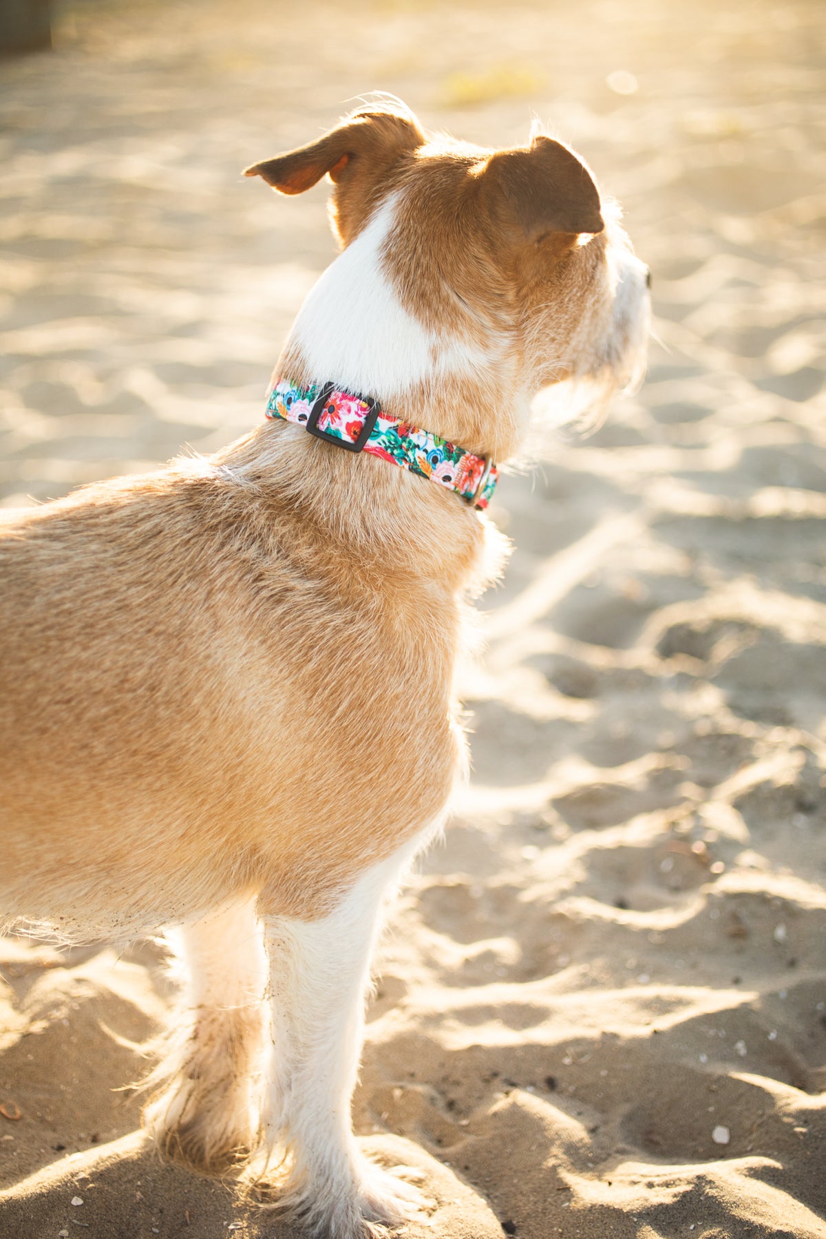 Floral Dog Collar foe samll, medium and large dogs. Quick release, durable and strong collar