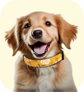 Yellow Spring Dog Collar- Quick Release Durable and Strong Dog Collar for Small, Medium and Large Dogs