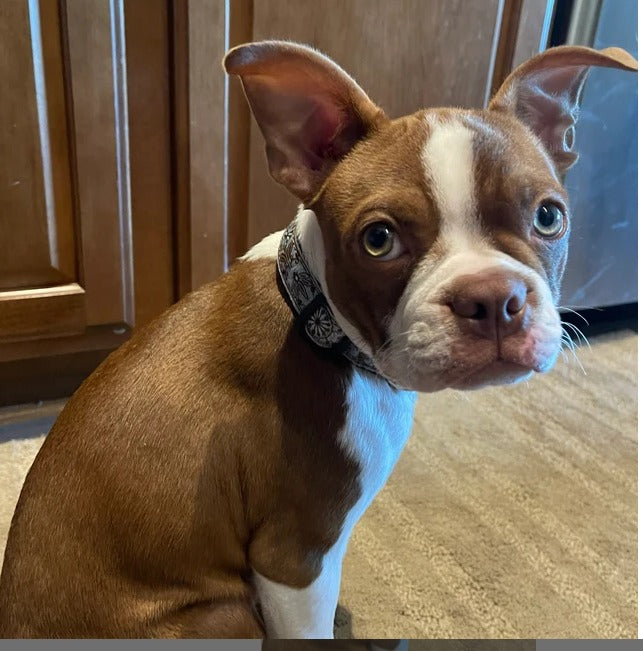 Boho Style Dog Collar - White Woven Boy and Girl Dog Collar - For puppies, medium and large dogs.