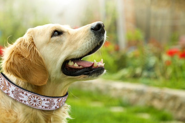 Boho Style Dog Collar White Woven Boy and Girl Dog Collar For puppies,  medium and large