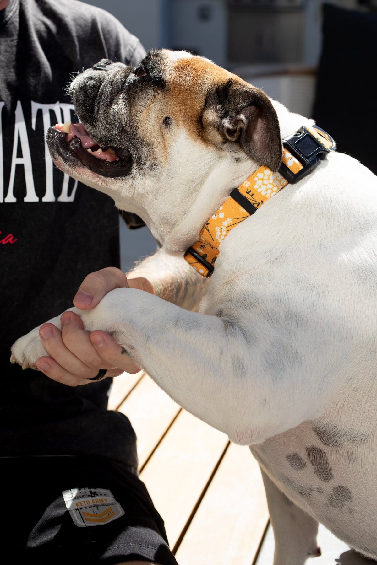 Yellow Spring Dog Collar- Quick Release Durable and Strong Dog Collar for Small, Medium and Large Dogs