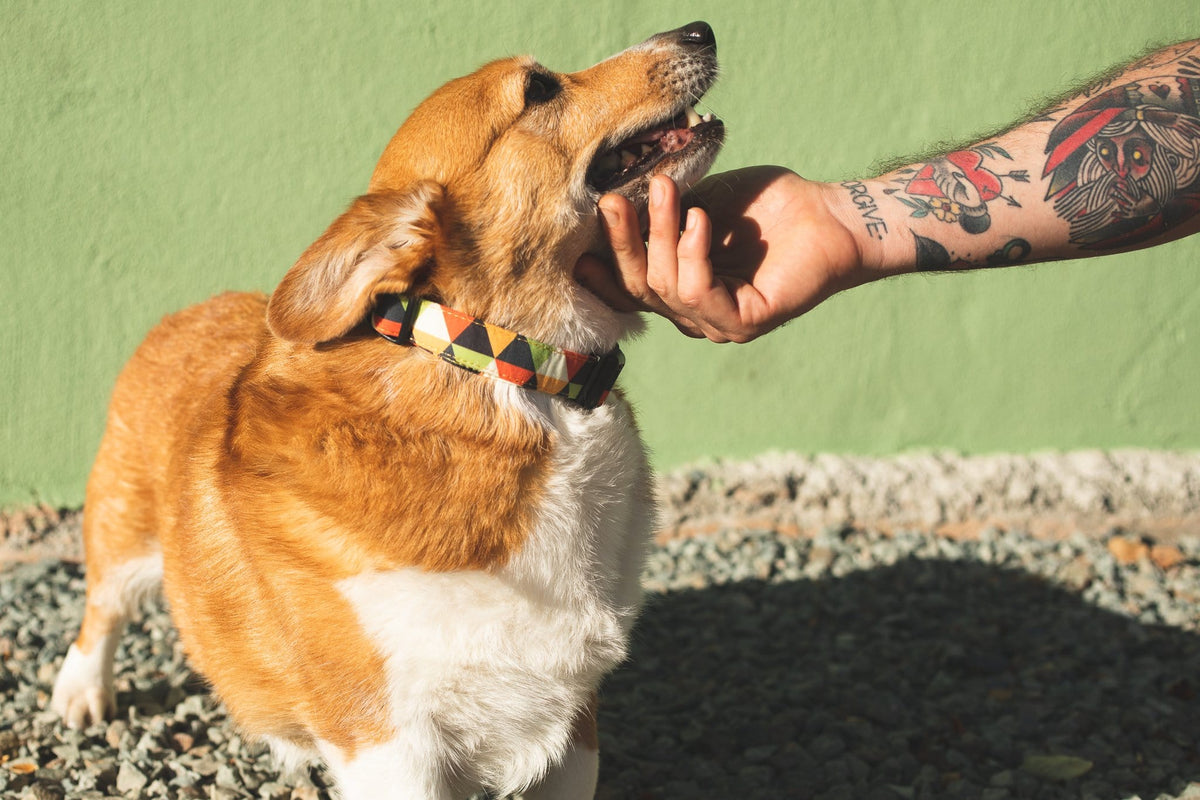 Bee Dog Collar- Quick Released , Durable and Strong Dog Collar for Small , Medium &amp; Large Dogs