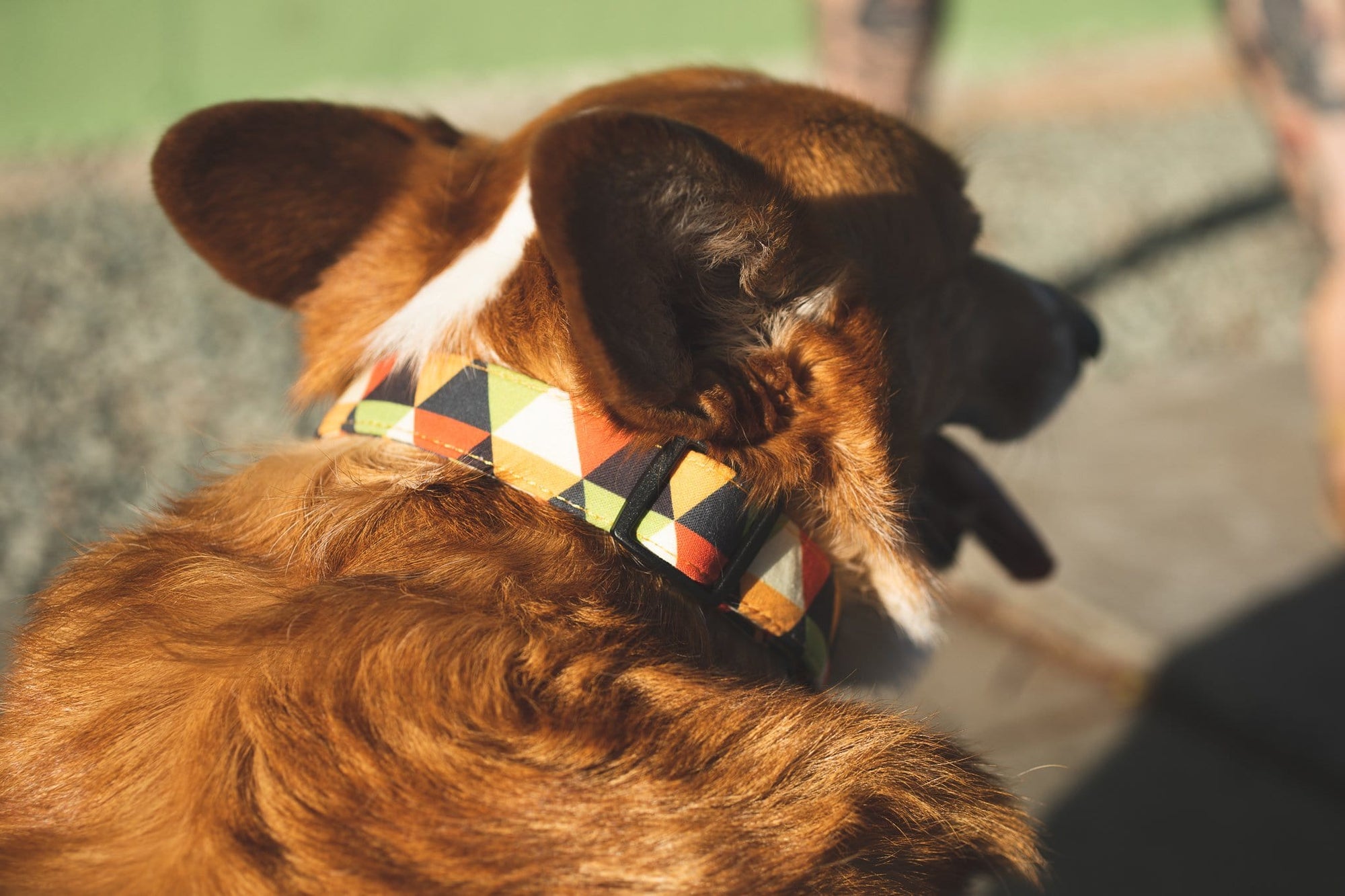 Bee Dog Collar- Quick Released , Durable and Strong Dog Collar for Small , Medium & Large Dogs