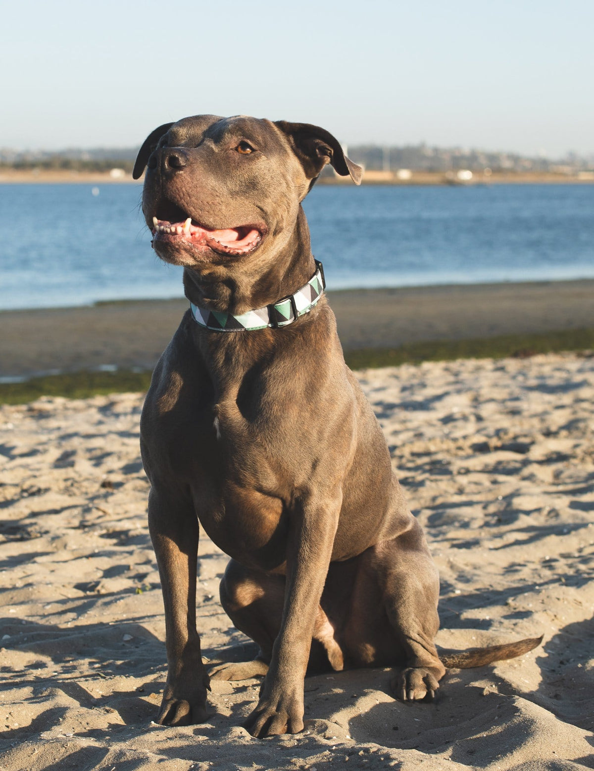 Nature Dog Collar  Boy and Girl Dog Collar - For puppies, medium and large dogs