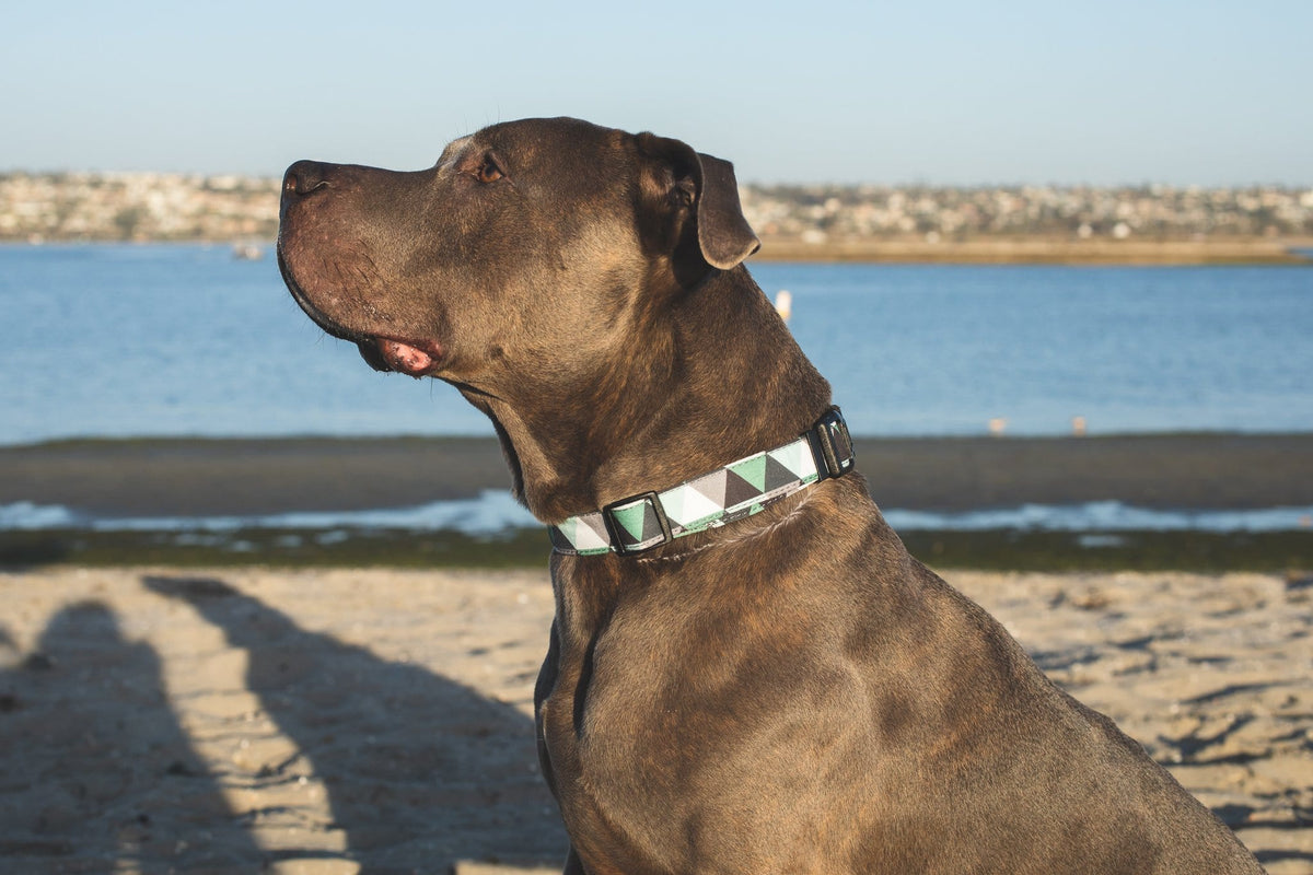 Nature Dog Collar  Boy and Girl Dog Collar - For puppies, medium and large dogs