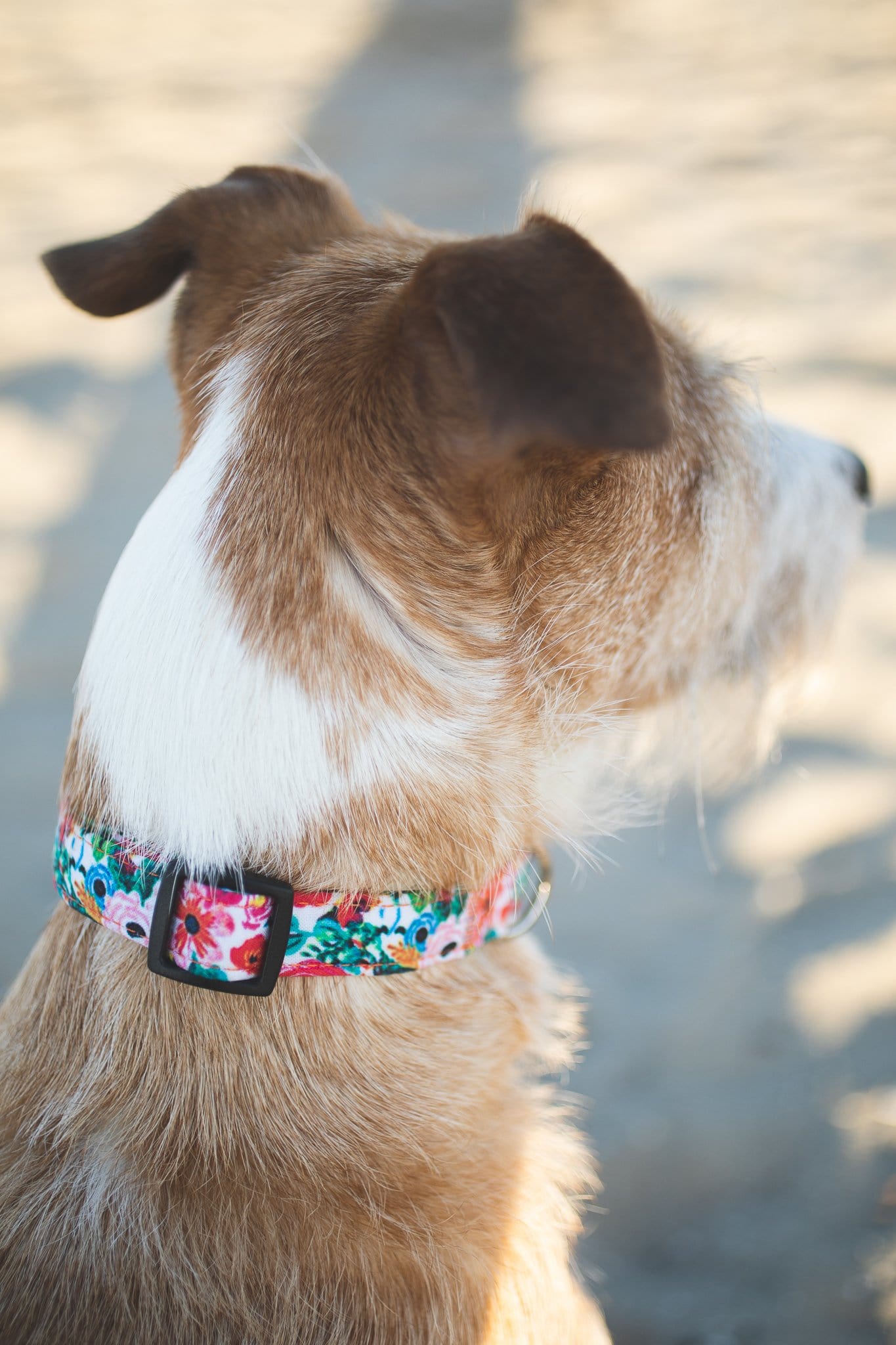 Floral Dog Collar foe samll, medium and large dogs. Quick release, durable and strong collar