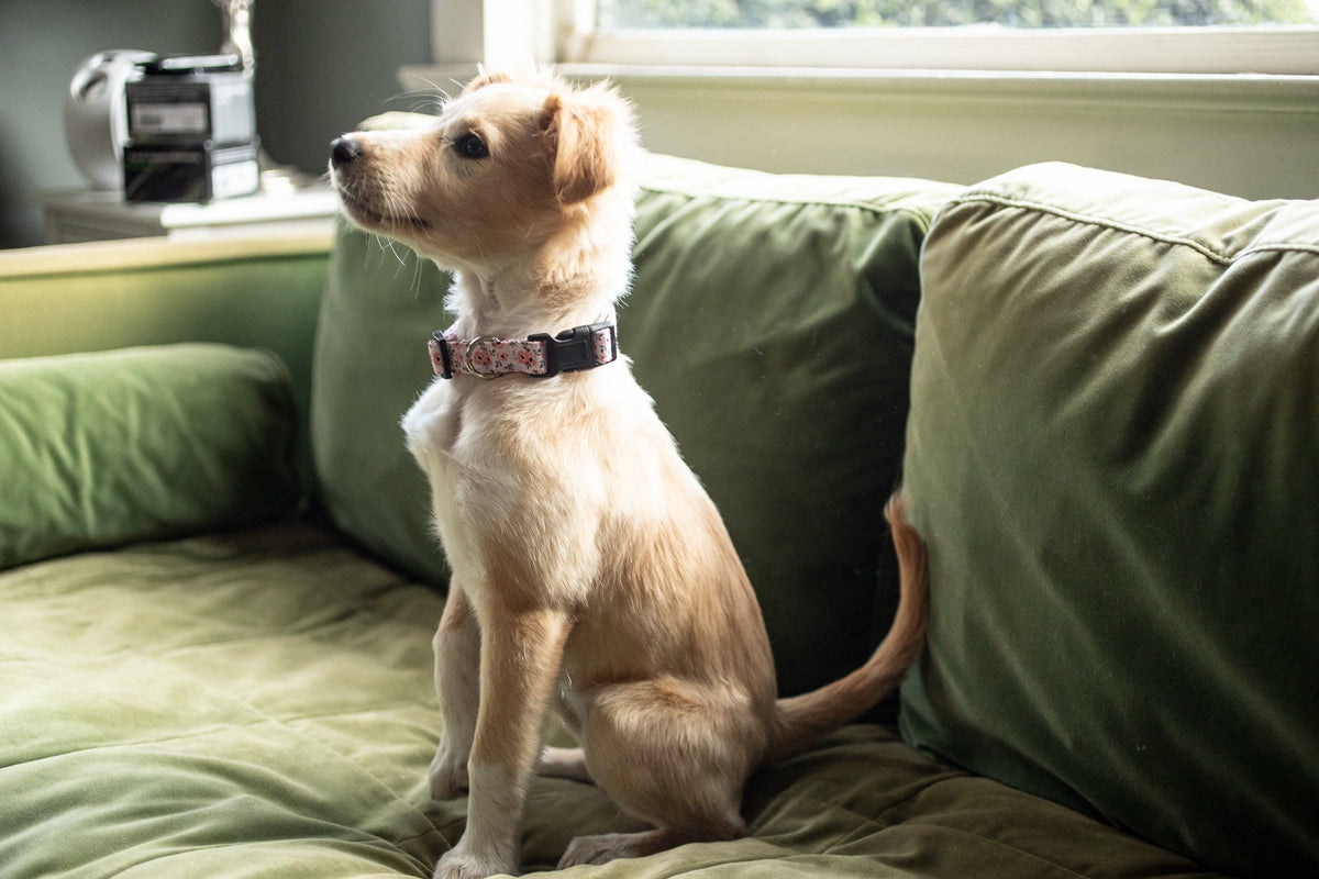 Pink Flower Dog Collar for small, medium and large dogs. Best gift for boy and girl dogs