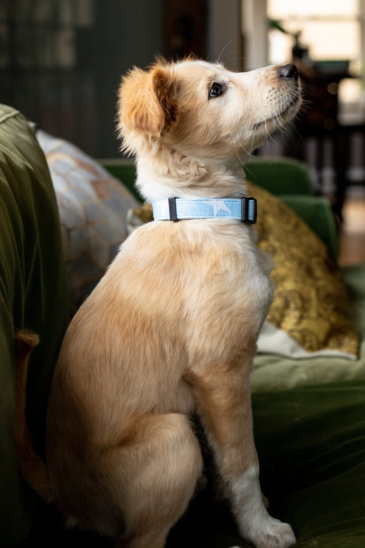 Blue Stars Dog Collar for Small , Medium and Large Dogs